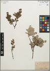 Foto von Salix glauca L.